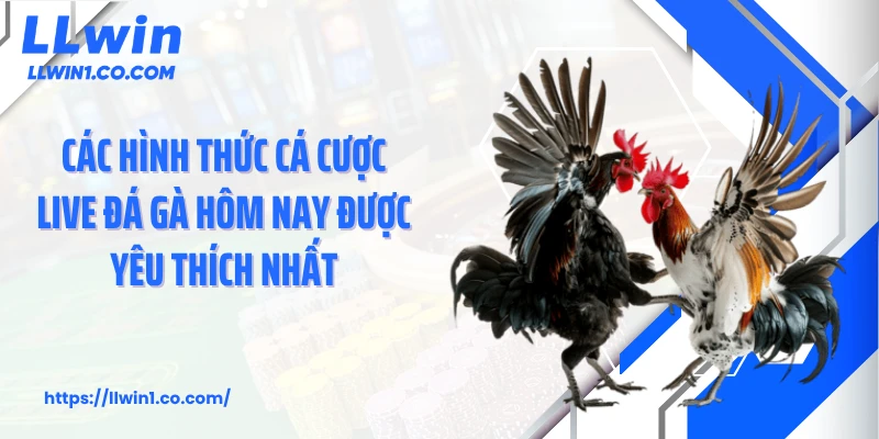 Các hình thức cá cược live đá gà hôm nay được yêu thích nhất