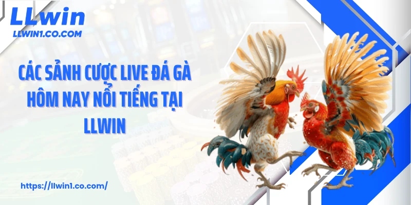 Các sảnh cược live đá gà hôm nay nổi tiếng tại LLwin